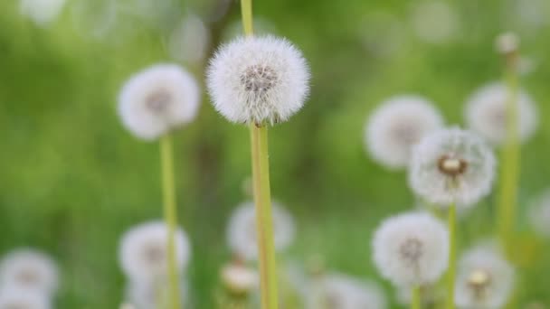 Glade Spring Dandelions — Stock Video