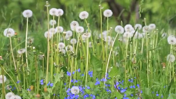 Glade Spring Dandelions — Stok video