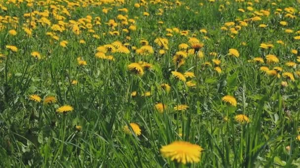 A large meadow with yellow dandelions — Stock Video