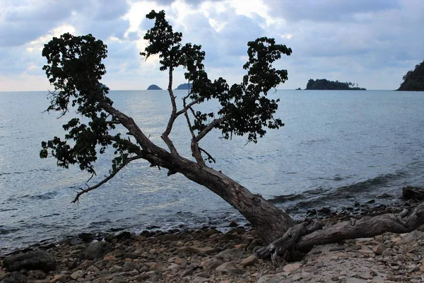 Árvore solitária em uma costa pedregosa, Koh Chang Island — Fotografia de Stock