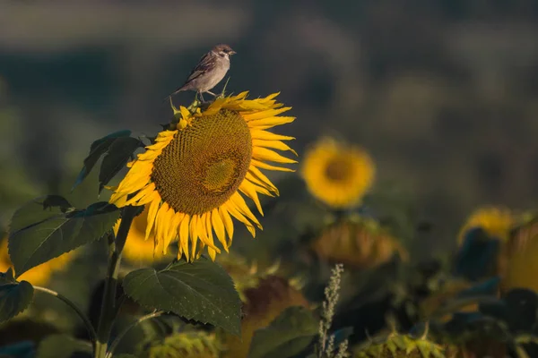 Campo verde pájaro girasol amarillo —  Fotos de Stock
