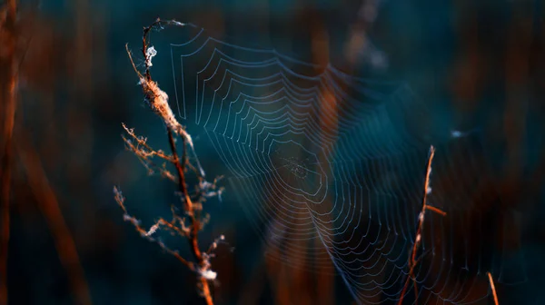 Sabah çiğ çim web