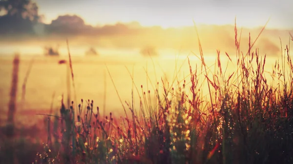 Sabah çiğ çim güneş ışığı
