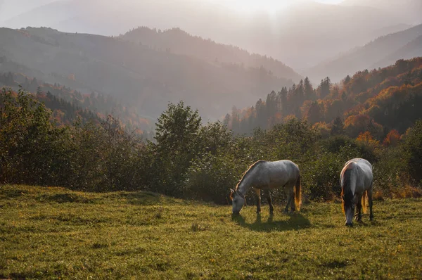 Pferdeweide Morgennebel Tau — Stockfoto