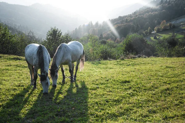 Horse pasture ochtenddauw mist — Stockfoto