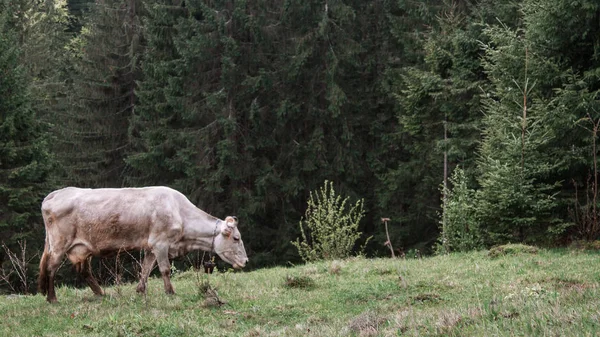 Koeien weiden mist ochtenddauw — Stockfoto