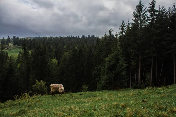 Vaches pâturage matin brouillard rosée — Photo