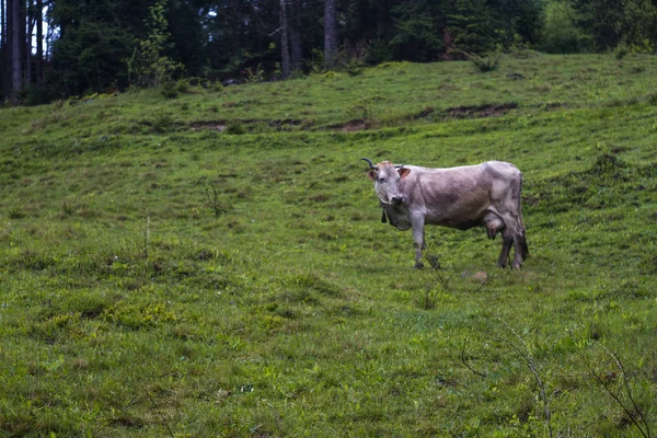 Koeien weiden mist ochtenddauw — Stockfoto