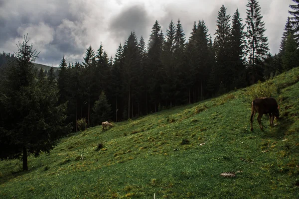 Kühe weiden Morgennebel Tau — Stockfoto