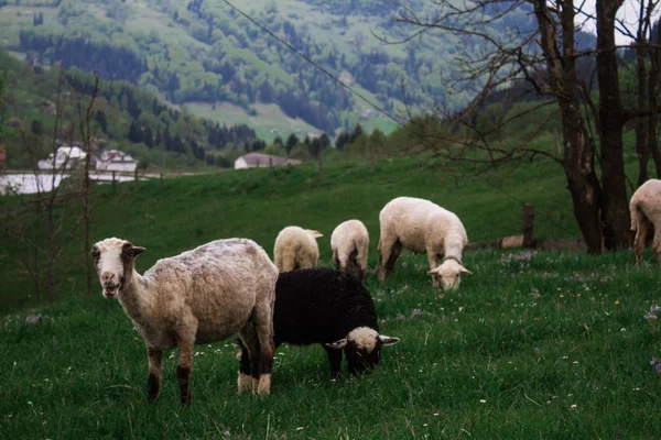 Ochtend berg schapen weiden — Stockfoto