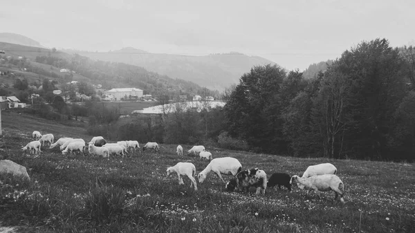 Ochtend berg schapen weiden — Stockfoto