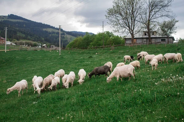 Ochtend berg schapen weiden — Stockfoto