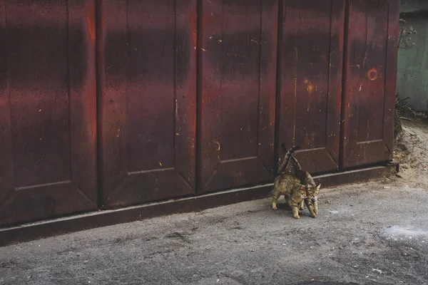 Gato de la calle el amor — Foto de Stock