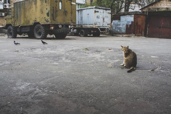 Street cat kärlek den — Stockfoto