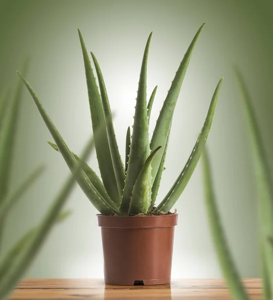 Aloes w doniczce z tworzyw sztucznych na zielonym tle — Zdjęcie stockowe