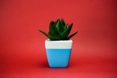 Ev dekoratif küçük çiçek