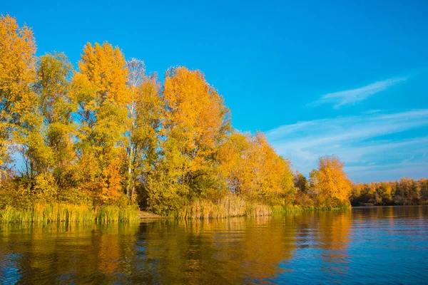 Жовті Дерева Красивим Листям Восени Біля Річки — стокове фото