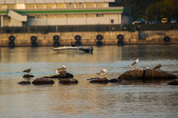 Gaviotas Las Piedras Del Río Atardecer —  Fotos de Stock