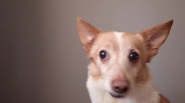 Komik duygusal köpek, melez köpek.