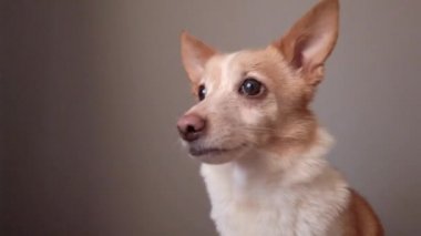 Komik duygusal köpek hırlıyor ve havlıyor, kırma köpek.