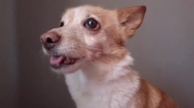 Komik duygusal köpek, melez köpek.
