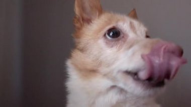 Komik duygusal köpek hırlıyor ve havlıyor, kırma köpek.