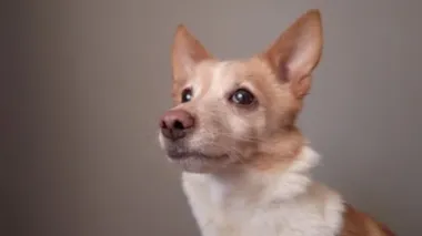 Komik duygusal köpek hırlıyor ve havlıyor, kırma köpek.