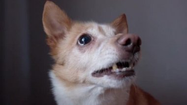 Komik duygusal köpek hırlıyor ve havlıyor, kırma köpek.