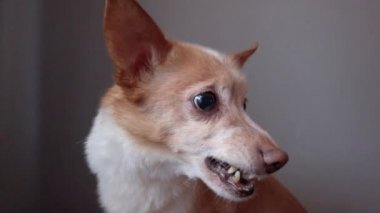 Komik duygusal köpek hırlıyor ve havlıyor, kırma köpek.