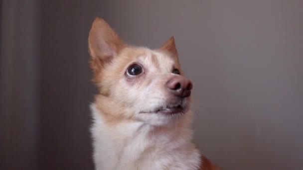 Смешная Эмоциональная Собака Дворняжка — стоковое видео