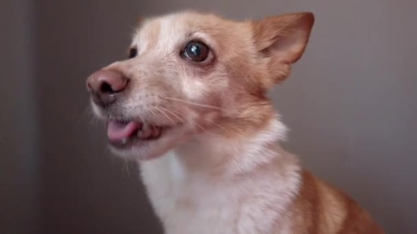 Lustiger Emotionaler Hund Mischlingshund — Stockvideo