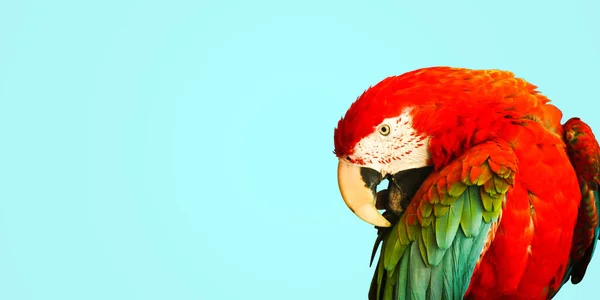 Papagaio Grande Fundo Azul Esverdeado — Fotografia de Stock