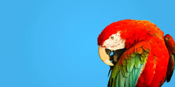 Big Parrot Blue Background — Stock Photo, Image