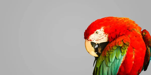 Grote Papegaai Een Grijze Achtergrond — Stockfoto