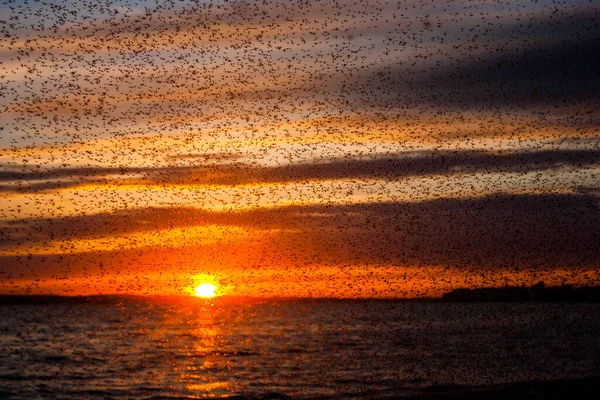 Puesta Sol Invasión Insectos Sobre Agua — Foto de Stock