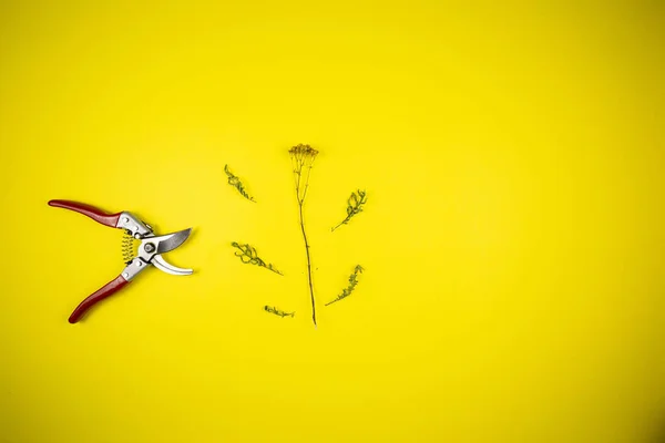 Τσιμπίδα Κήπου Και Αγριολούλουδα Κίτρινο Φόντο — Φωτογραφία Αρχείου