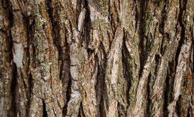 Eski ahşap tahtalardan eski arkaplan