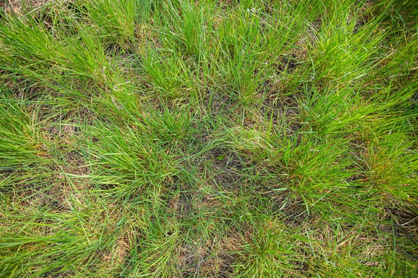 Hoch Grünes Gras Frühling — Stockfoto