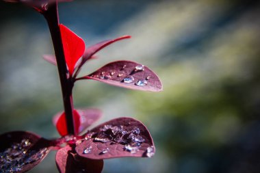İlk kar yaprakların üzerine düştü ve eridi.