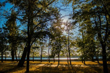 Parktaki ağaçlar ve güneş ışığı