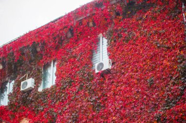 Bitki örtüsüyle kaplanmış.