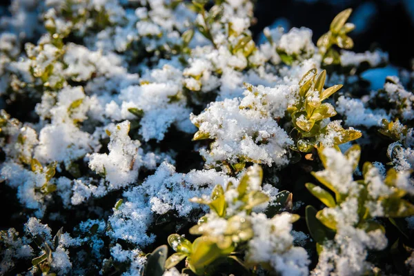 The first snow fell on the plant