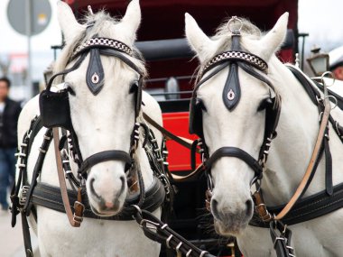 İki güzel beyaz at ve bir araba.