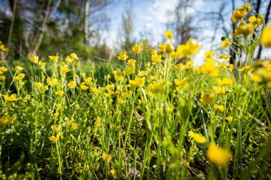 Güzel kır çiçekleri ve çimenler, doğa.