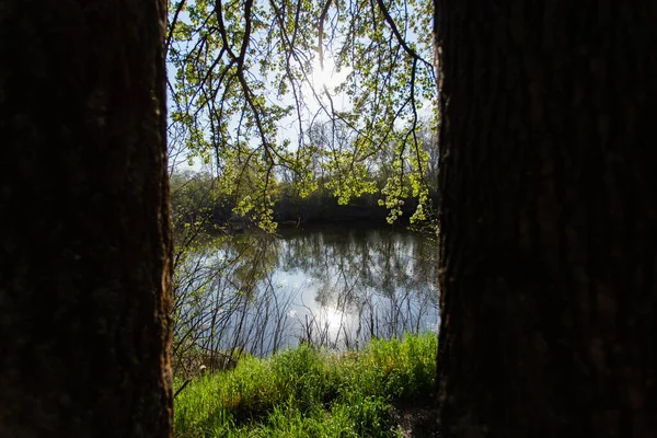Flussblick Zwischen Bäumen Natur — Stockfoto