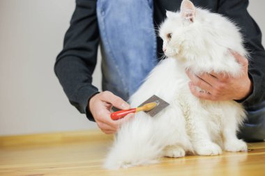 Kedi taraması. Uzun saç, kedi saçı. Hayvan bakımı