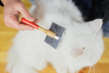 Kedi taraması. Uzun saç, kedi saçı. Hayvan bakımı