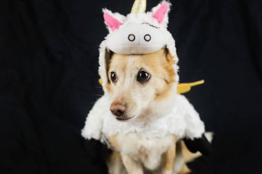 Komik tek boynuzlu at kostümü giymiş bir köpek. Elbiseler, hayvanlar için kıyafetler.