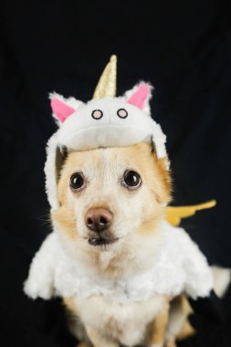 Komik tek boynuzlu at kostümü giymiş bir köpek. Elbiseler, hayvanlar için kıyafetler.