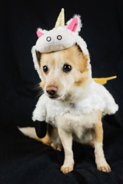 Komik tek boynuzlu at kostümü giymiş bir köpek. Elbiseler, hayvanlar için kıyafetler.